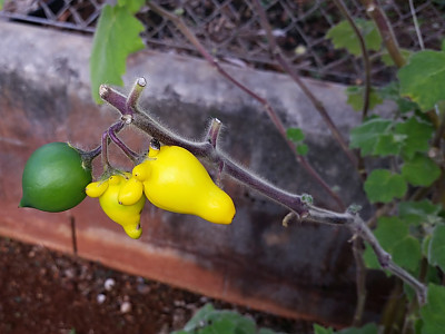 노랑혹가지 사진 - Solanum mammosum Photos