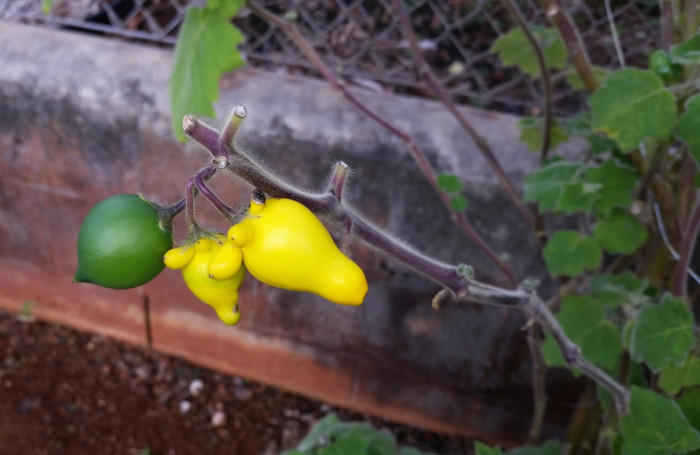 노랑혹가지 - nipplefruit,fox head, cow