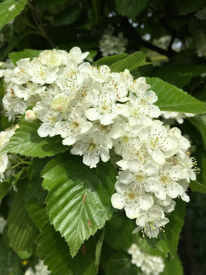 팥배나무 - Korean mountain ash, Sorbus alnifolia (Siebold & Zucc.) K.Koch