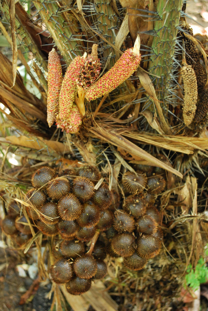 살락 - Salak, Salacca zalacca