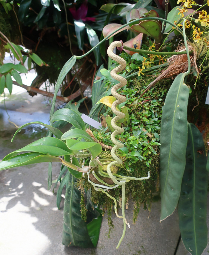 안수리움 웬들링게이 - Spiral Anthurium, Anthurium wendlingeri GM. Barroso