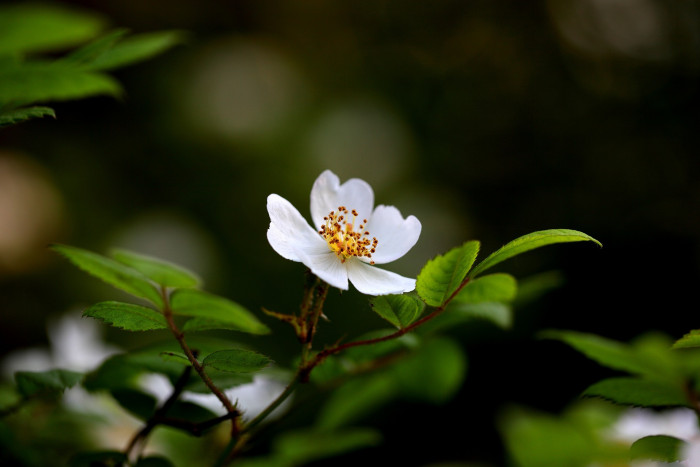 찔레꽃 - Rosa multiflora, Rosa multiflora Thunb. var. multiflora