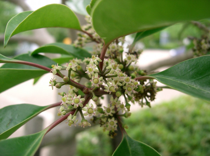 먼나무 - Ilex rotunda Thunb.