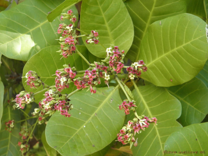 캐슈나무 - Cashew nut tree, Anacardium occidentale L.