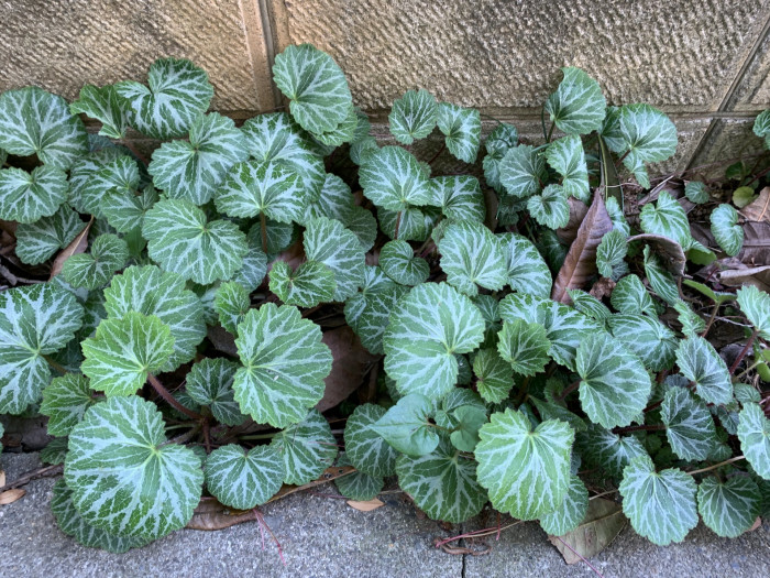 바위취 - Saxifraga stolonifera Meerb.