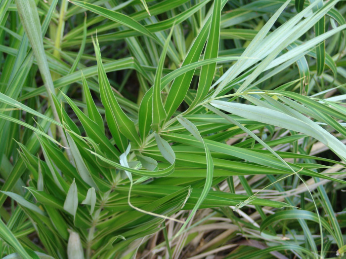 해변 야자 - Seashore Palm, Allagoptera arenaria
