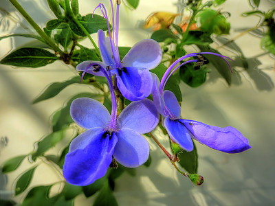 나비꽃 사진 - Clerodendrum ugandense Photos