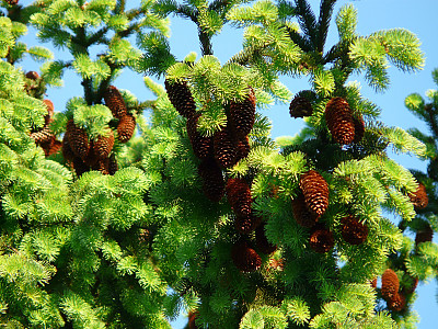독일가문비 사진 - Picea abies (L.) H.Karst. Photos