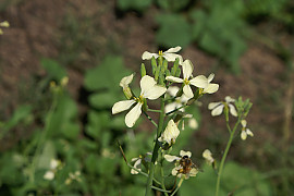 서양무아재비 - Raphanus raphanistrum L.