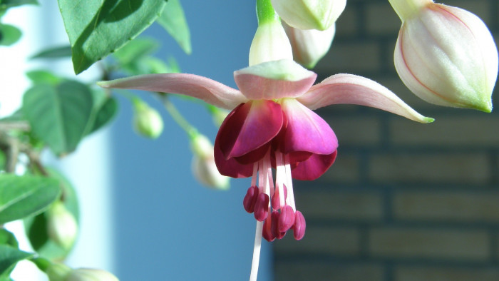 후쿠시아 - Common garden fuchsia, Fuchsia spp.