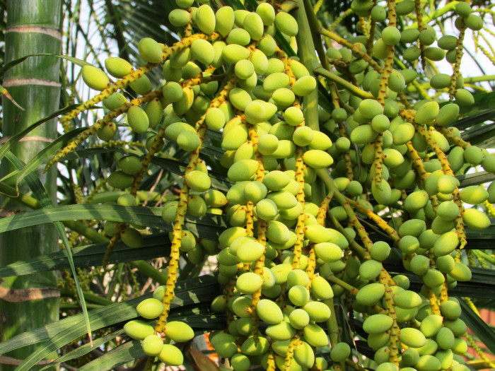대추야자 - date palm, Phoenix dactylifera