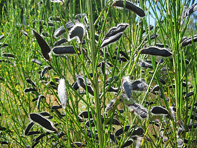 양골담초 사진 - Cytisus scoparius (L.) Link Photos