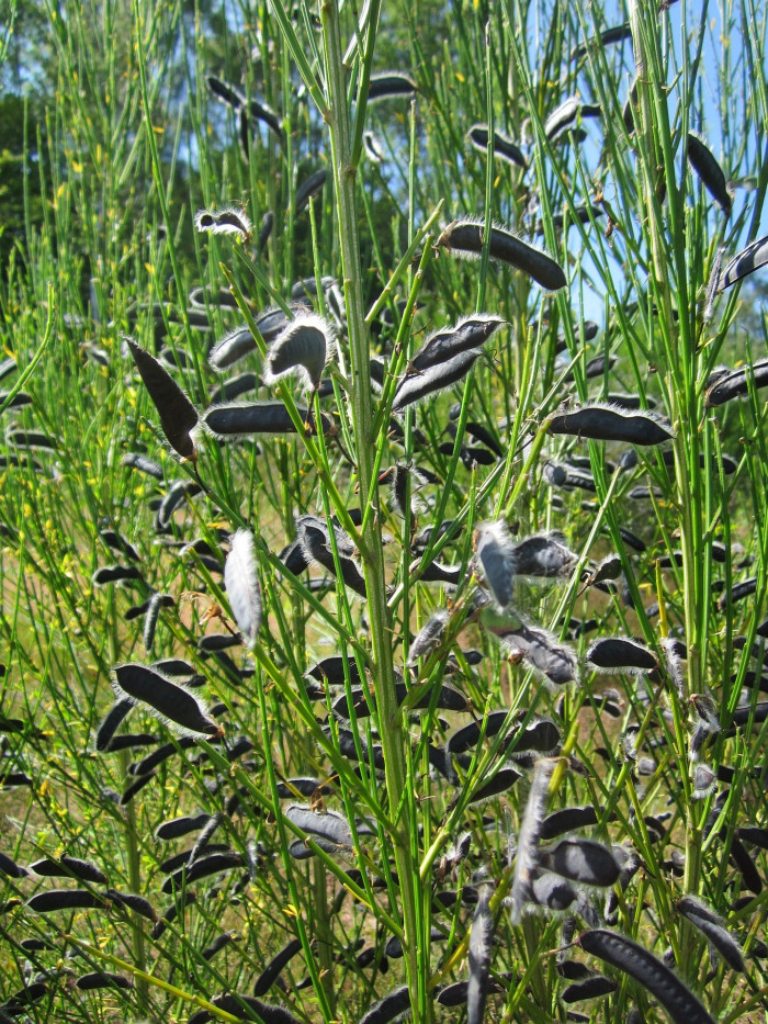 양골담초 - Cytisus scoparius (L.) Link