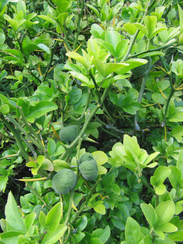 탱자나무 - trifoliate orange, Poncirus trifoliata, Cirus trifoliata Raf.