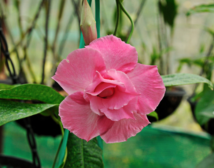 석화 - Adenium obesm, Adenium