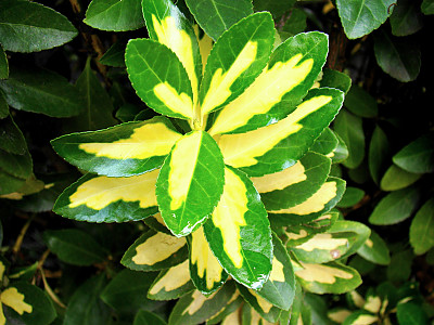 은사철 사진 - Euonymus japonica \'Albomarginata\' Photos