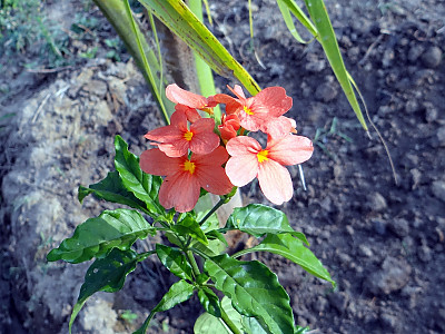 크로산드라 사진 - Crossandra infundibuliformis (L.) Nees Photos