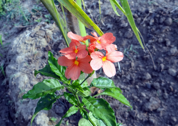 크로산드라 - Firecracker Flower, Firecracker Plant, Crossandra, Crossandra infundibuliformis (L.) Nees