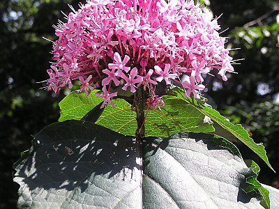 꽃누리장 사진 - Clerodendrum bungei Photos
