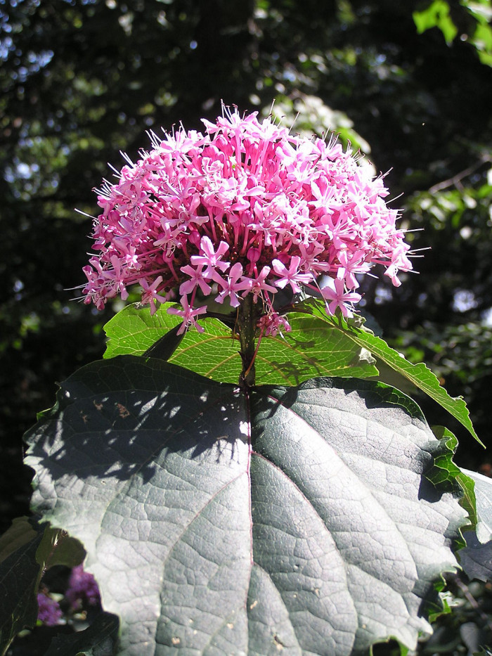 꽃누리장 - Rose glory bower, Kashmir bouquet, Mexican hydrangea, Cashmir bouquet, Clerodendrum bungei