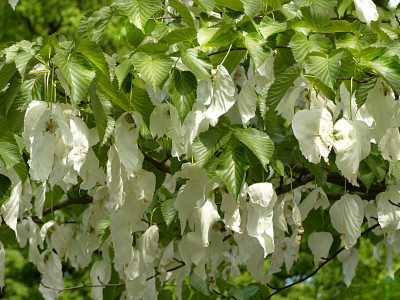 손수건나무 사진 - Davidia involucrata Photos