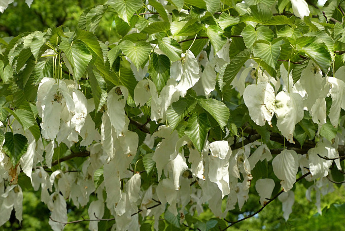 손수건나무 - dove-tree, handkerchief tree,  ghost tree, Davidia involucrata