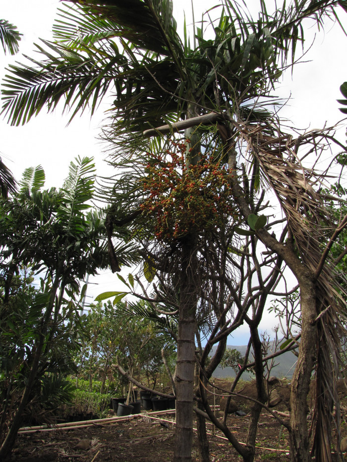 엘레강스야자 - Solitaire palm, Alexander Palm, Ptychosperma elegans blume.
