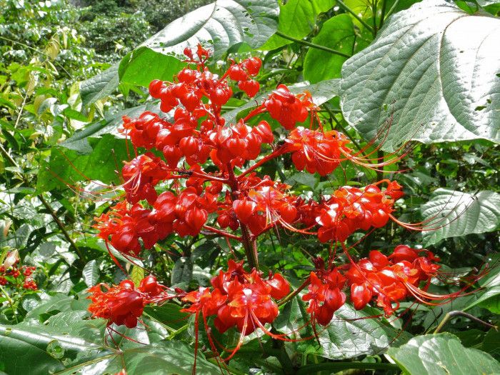 용선화 - Pagoda Flower, Pyramid flower, Temple flower, Clerodendrum paniculatum