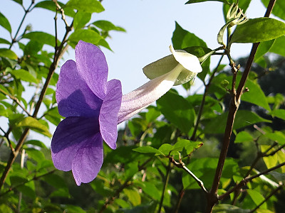툰베르기아 사진 - Thunbergia erecta Photos