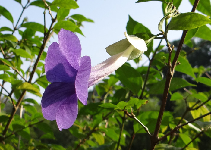 툰베르기아 - Kings mantle, Thunbergia erecta