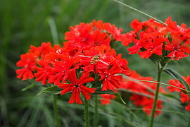 칼케도니아 동자꽃 - Lychnis chalcedonica