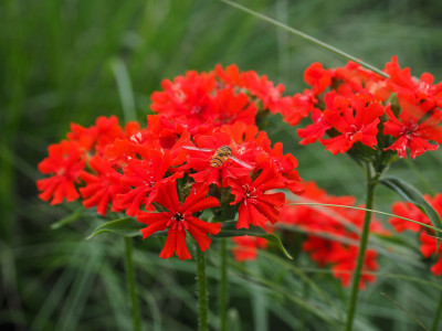 칼케도니아 동자꽃 사진 - Lychnis chalcedonica Photos