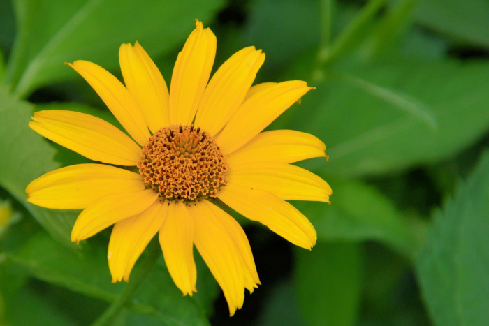 뚱단지 - Helianthus tuberosus L.