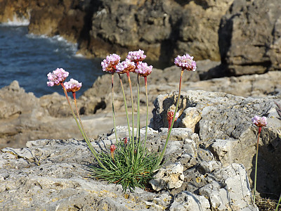 너도부추 사진 - Armeria maritima Photos