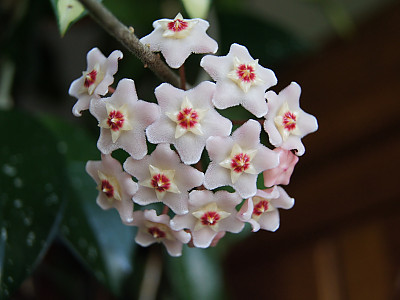 호야꽃 사진 - Hoya carnosa Photos