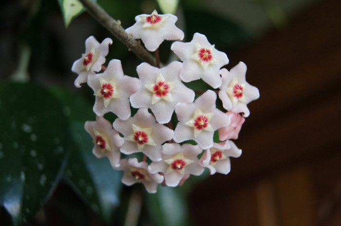 호야꽃 - Waxplant, Hoya, Hoya carnosa