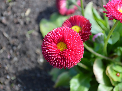 데이지 사진 - Bellis perennis L. Photos