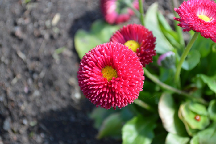 데이지 - Bellis perennis L.