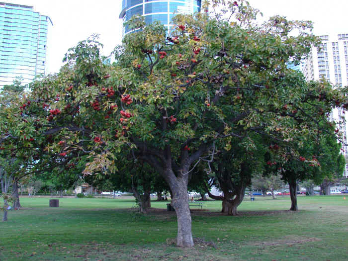 자바올리브 - Stinky sterculia, hazel sterculia, bastard poon tree, java olive tree, Sterculia foetida