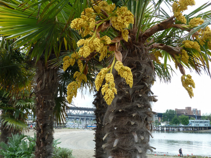 당종려 - Chinese windmill palm, windmill palm, Chusan palm, Trachycarpus fortunei