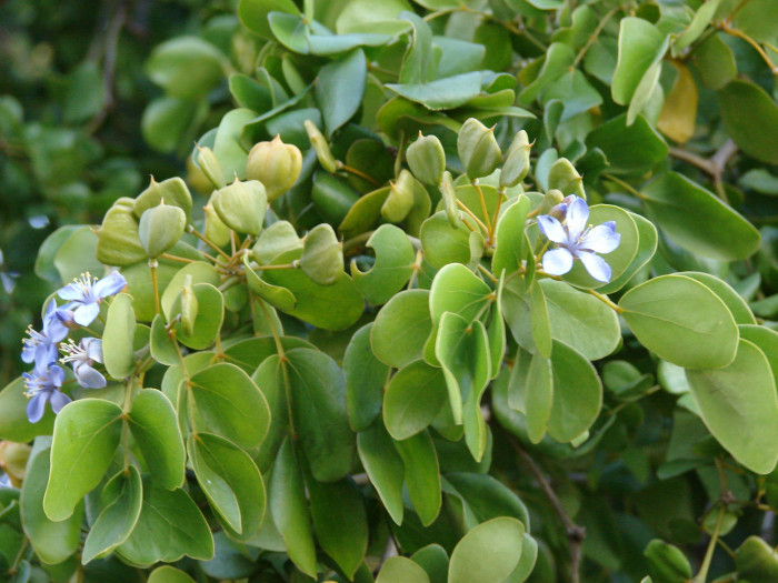 유창목 - lignum vitae, Guaiacum officinale