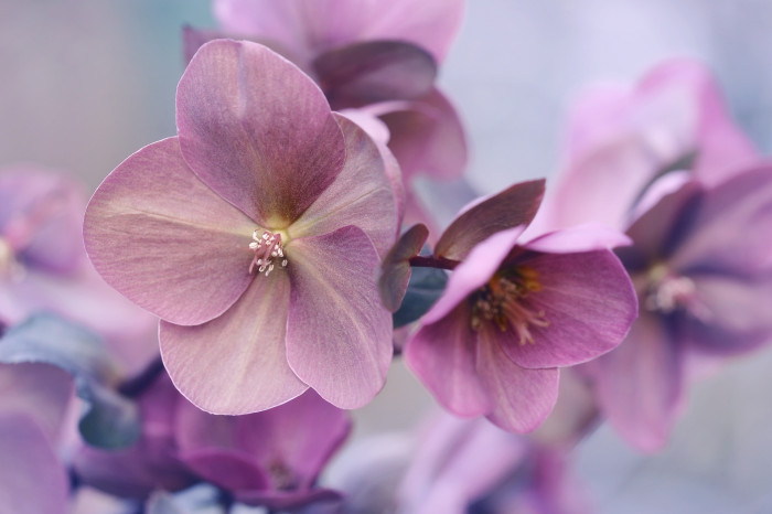 크리스마스로즈 - Christmas rose, Black hellebore, Helleborus niger L.