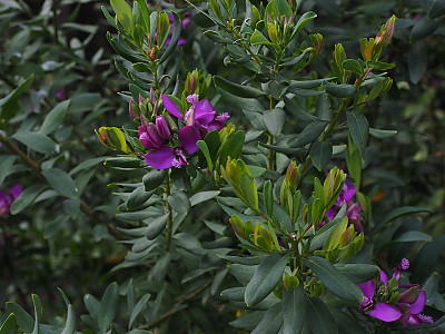 폴리갈라 미르티폴리아 사진 - Polygala myrtifolia L. Photos