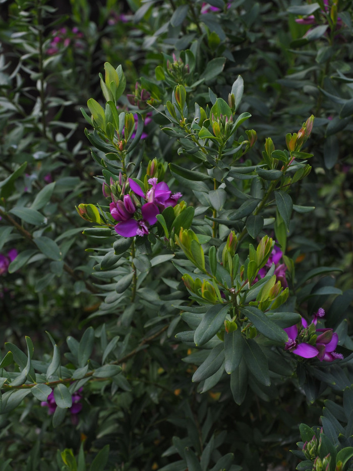 폴리갈라 미르티폴리아 - september bush, myrtle-leaf milkwort, Polygala myrtifolia L.