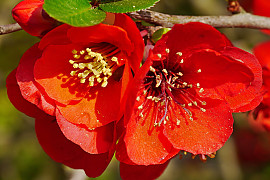 장수매 - Chaenomeles lagenaria cv.