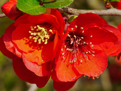 장수매 사진 - Chaenomeles lagenaria cv. Photos