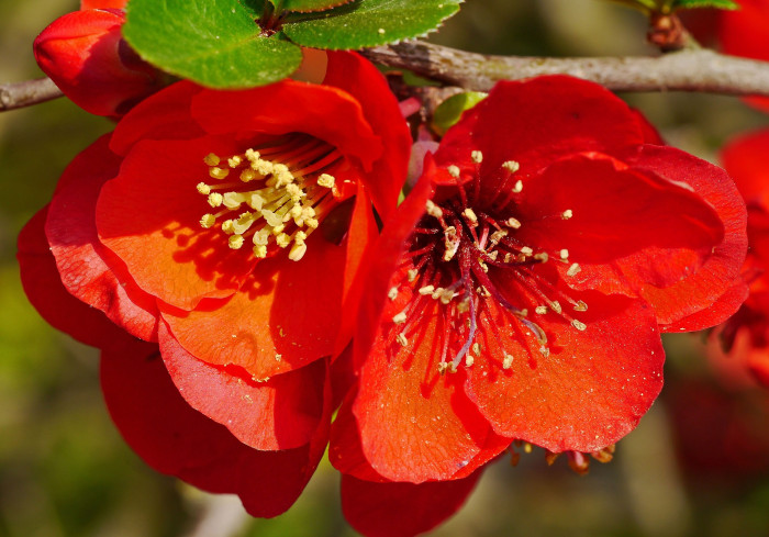 장수매 - Chaenomeles lagenaria cv.