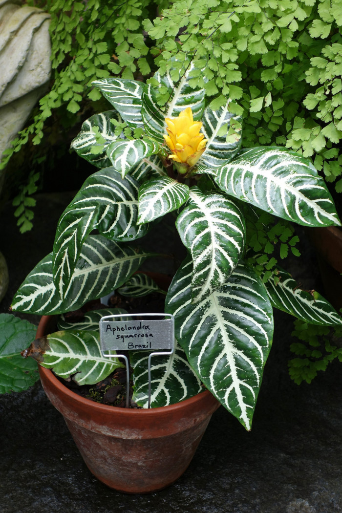 아펠란드라 - Aphelandra squarrosa