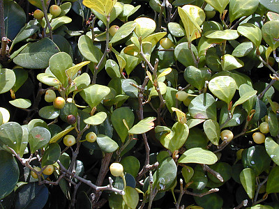 휘커스 델토이데아 사진 - Ficus deltoidea Photos