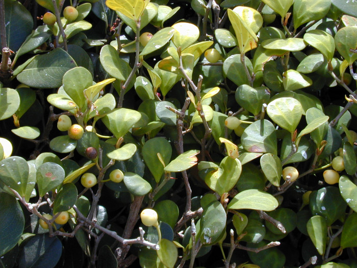 휘커스 델토이데아 - Ficus deltoidea, Ficus deltoidea